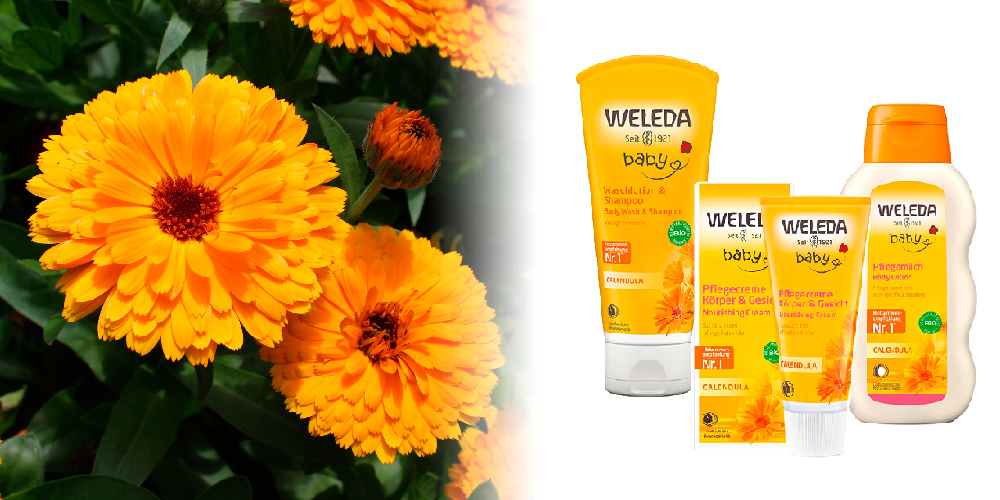 Calendula